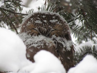 Petite Nyctale - Northern Saw-whet Owl