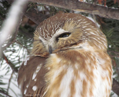 Petite Nyctale - Northern Saw-whet Owl