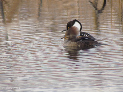 Harle couronn - Hooded Merganser