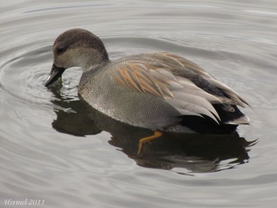 Canard Chipeau - Gadwall