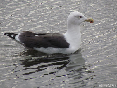 Goland marin - Great Black-backed Gull