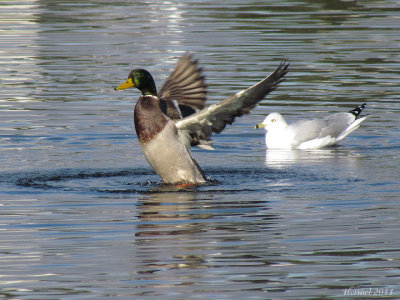 Canard Colvert - Mallard