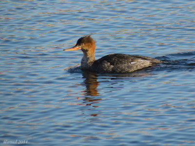 Harle hupp - Red-breasted Merganser