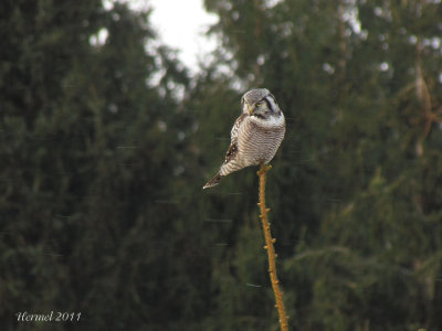 Chouette pervire - Northern Hawk Owl