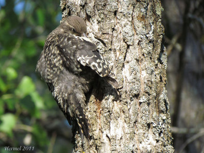 Pic maculé (juv) - Yellow-bellied Sapsucker(juv)