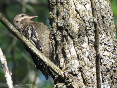 Pic macul (immature) - Yellow-bellied Sapsucker(juv)