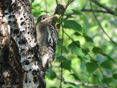 Pic maculé (immature) - Yellow-bellied Sapsucker(juv)