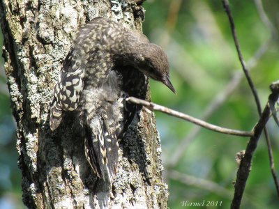 Pic macul (immature) - Yellow-bellied Sapsucker(juv)