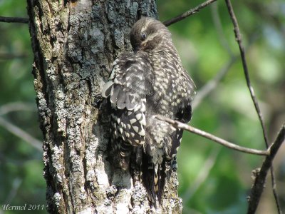 Pic maculé (immature) - Yellow-bellied Sapsucker(juv)