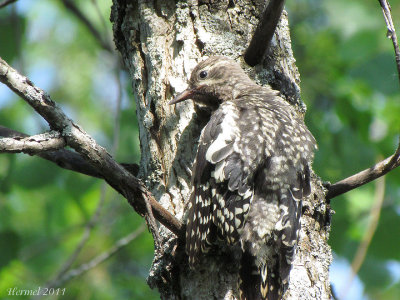 Pic maculé (immature) - Yellow-bellied Sapsucker(juv)