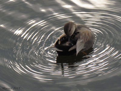 Canard Chipeau - Gadwall