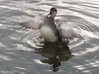 Canard Chipeau - Gadwall