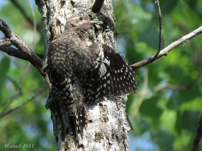 Pic macul (immature) - Yellow-bellied Sapsucker(juv)