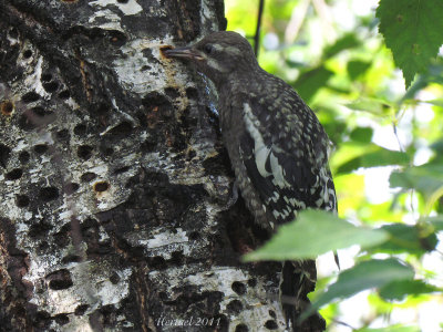 Pic maculé (immature) - Yellow-bellied Sapsucker(juv)