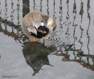 Canard Chipeau - Gadwall