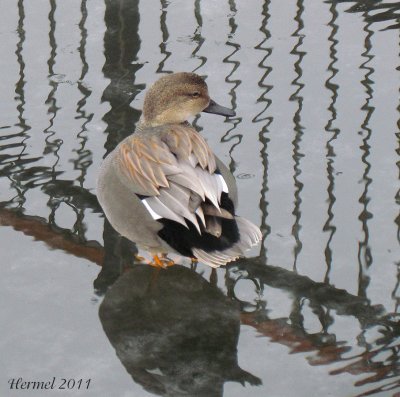 Canard Chipeau - Gadwall