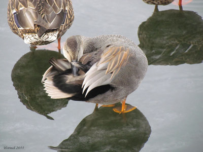 Canard Chipeau - Gadwall