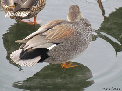 Canard Chipeau - Gadwall