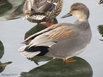 Canard Chipeau - Gadwall