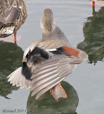 Canard Chipeau - Gadwall