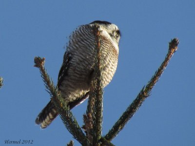 Chouette pervire - Northern Hawk Owl