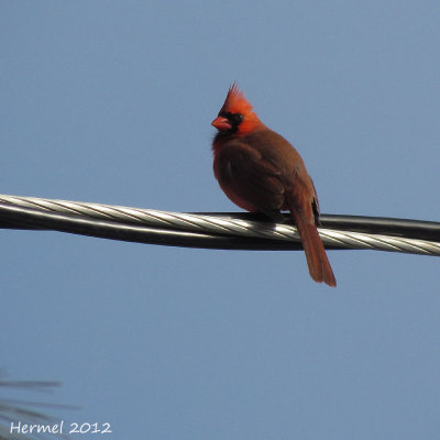 Cardinal rouge - Northern cardinal