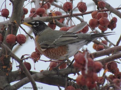 Merle d'Amérique - American Robin