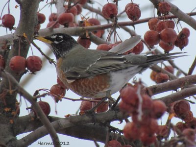 Merle dAmrique -  American Robin