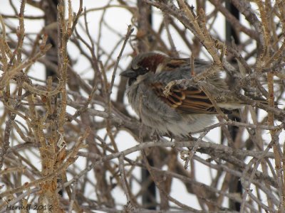 Moineau domestique - House Sparrow