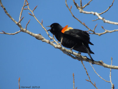 Carouge  paulettes - Red-winged Blackbird