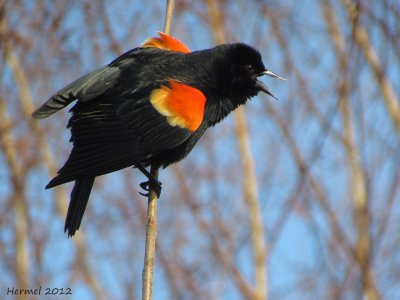 Carouge à épaulettes - Red-winged Blackbird