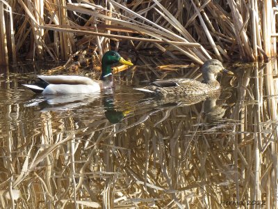 Canard Colvert - Mallard