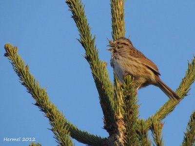 Bruant chanteur - Song Sparrow