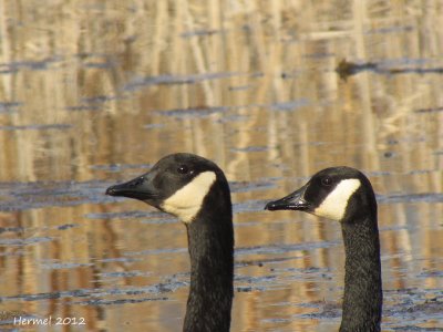 Bernache du canada - Canada Goose