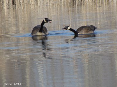 Bernache du canada - Canada Goose