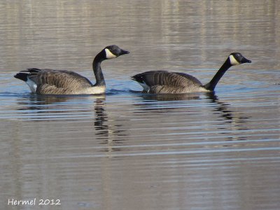 Bernache du canada - Canada Goose