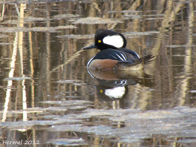 Harle couronn - Hodded Merganser