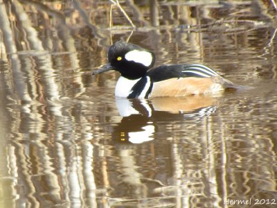 Harle couronn - Hodded Merganser