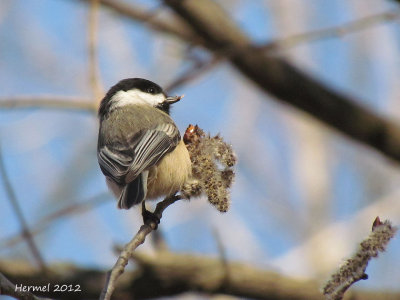 Msange  tte noire - Black-capped Chickadee