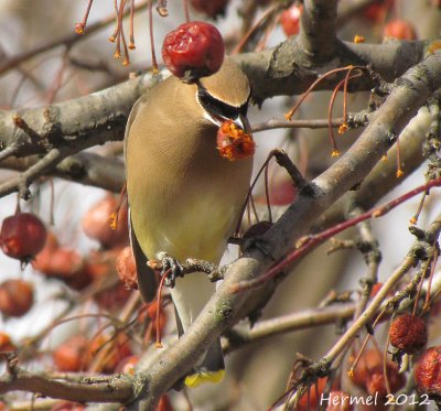 Jaseur d'Amrique - Cedar Waxwing