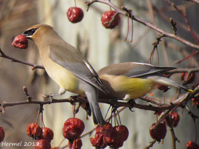 Jaseur d'Amérique - Cedar Waxwing