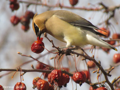 Jaseur d'Amrique - Cedar Waxwing