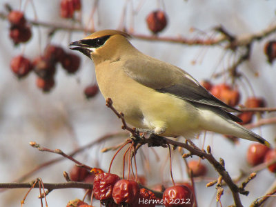 Jaseur d'Amrique - Cedar Waxwing