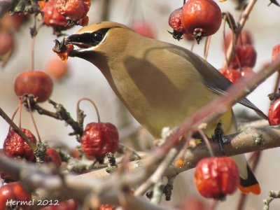 Jaseur d'Amrique - Cedar Waxwing