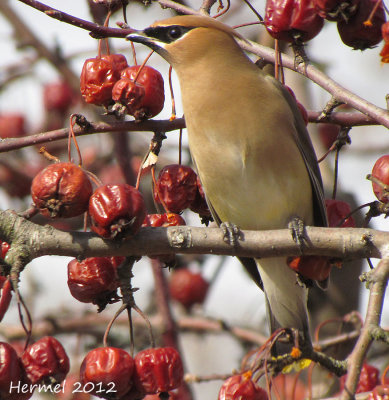 Jaseur d'Amérique - Cedar Waxwing