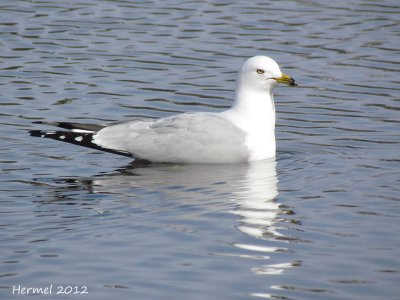Goéland à bec cerclé - Ring-billed Gull