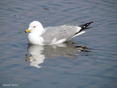 Goland  bec cercl - Ringed-bill Gull