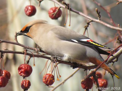 Jaseur boral - Bohemian Waxwing