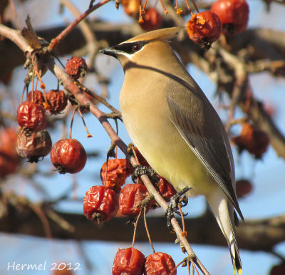 Jaseur d'Amérique - Cedar Waxwing
