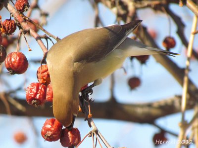Jaseur d'Amérique - Cedar Waxwing
